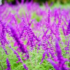 ハーブを庭に植えると大変？大変な理由と種類を解説