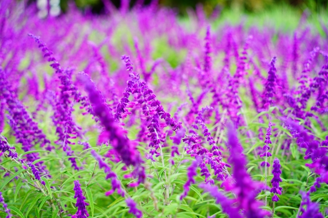 庭に植えるのが危険なハーブ