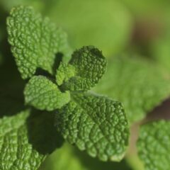 ハーブで育てるのが簡単なのはどれ？初心者におすすめの種類をご紹介